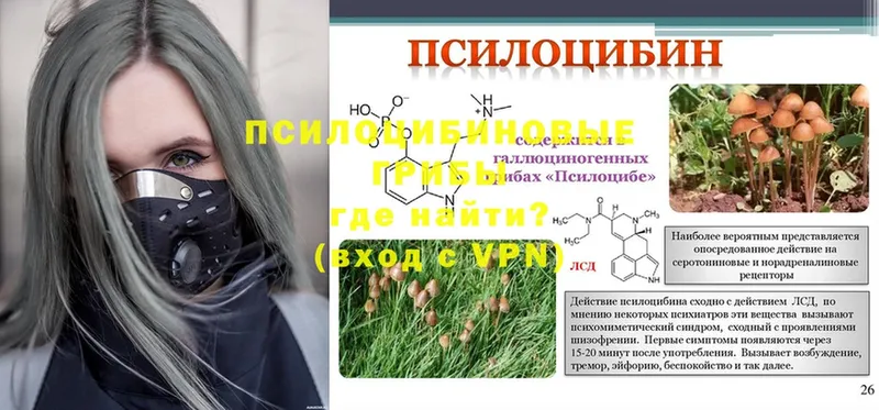 Галлюциногенные грибы GOLDEN TEACHER  купить наркоту  Димитровград 